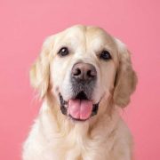 kutya hamvasztás ára