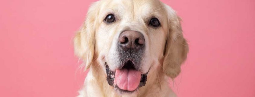 kutya hamvasztás ára