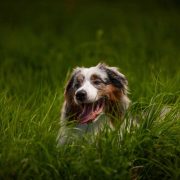 kisállat hamvasztás