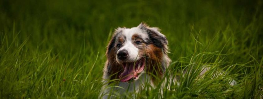 kisállat hamvasztás